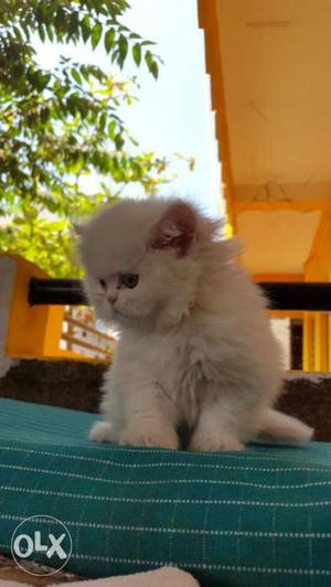 Heavy Quality Persian Kittens Available In All