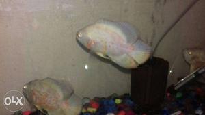 Hi friends i want to sell my Oscars fishes health