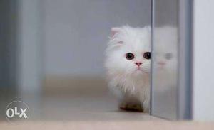I need a persian cat kitten, 2 or 3 months old. I am from