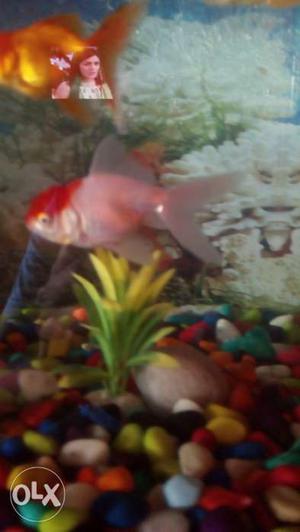 I want to sell my 3 golden fishes.1 red cap