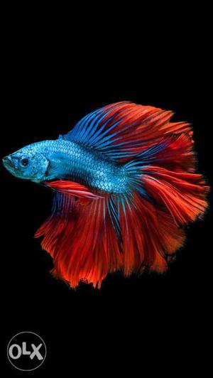 Imported fullmoon Betta at 200