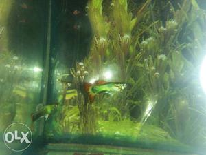 Imported guppy mix colour 2 males very active