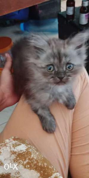 Long Fur Grey Kitten