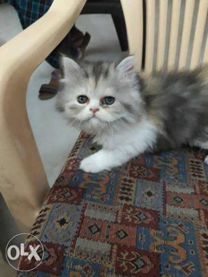 Long Fur White And Gray persian kitten