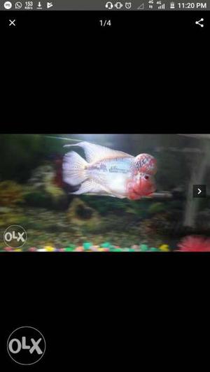 Magma flowerhorn for sale very active natural
