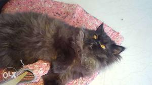 Mail persain cat 5 months