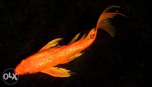 Orange big koi fish available 7 ito 8 inches