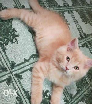 Orange cat male vry active n healthy urgent sell