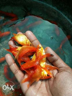 Orange goldfish Available For Wholesale and