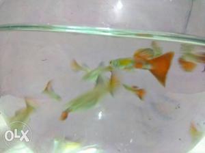 Orange guppy fish 20 pic available ₹15 per pic breeding
