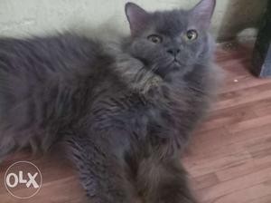 Parsian cat 2.5 years old female