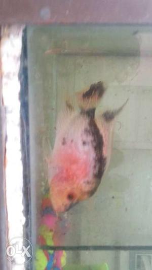Pearl Flowerhorn Fish