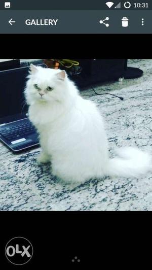 Persian Cat for sale