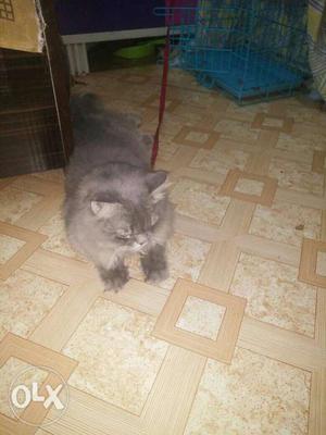 Persian cat for sale.very cute and healthy any
