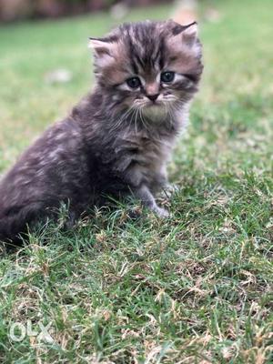 Persian kitten female 40 days old