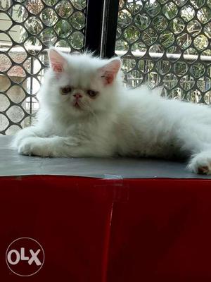 Persian kitten for sale call
