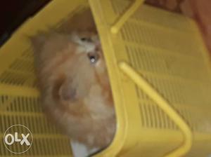 Persian kitten punch face long fured litter trained pure