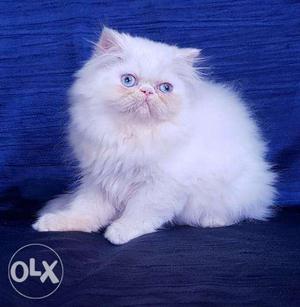 Persian kittens and cats available in all colours