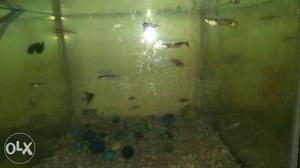 Pet Fishes for sale