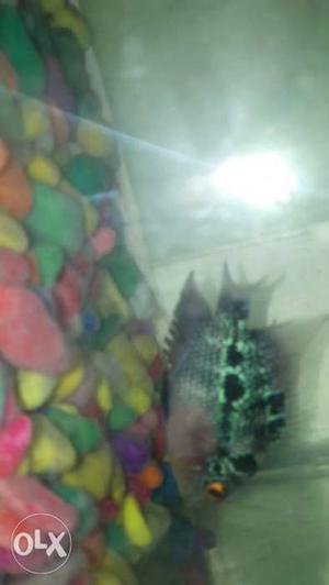 Pn+pprs egg laid female for sale imported fish