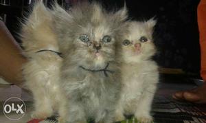 Pure Persian cat. 2 month... littel nego. single