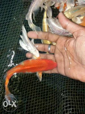 Quality Koi fishes for Wholesale and retail