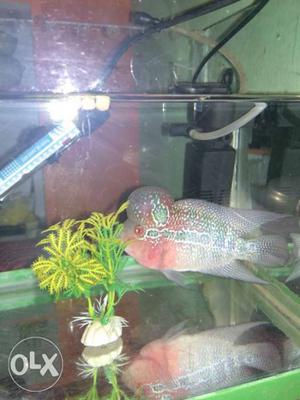 Red And Gray Flowerhorn Pet Fish