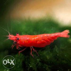 Red Shrimps available for sale full size