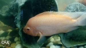 Red devil fish 8 inches with necutal hump (single fish)