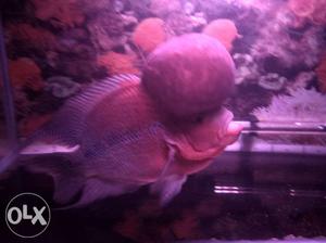 Red dragon flowerhorn. Top quality imported.