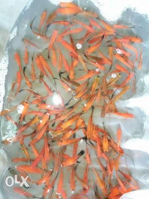 Red swordtail available for Wholesale and retail
