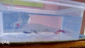 Red swordtail, white Molly and 1 black Molly 5rs.