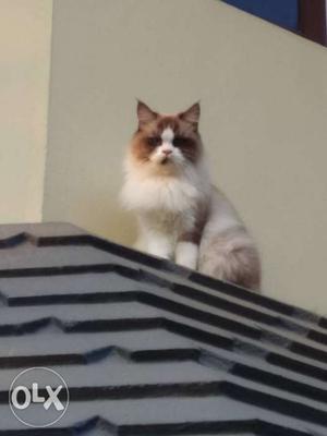 Semipunch female persian cat for sale 11 months