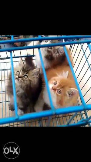 Several Long-furred Kittens With Blue Folding Cage