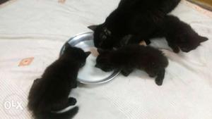Short-fur Black Kittens