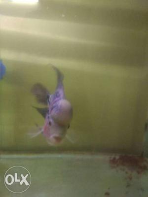 Size 5" super red dragon flowerhorn fish for