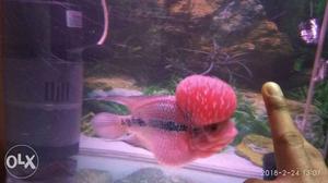 Srd Flowerhorn Imported