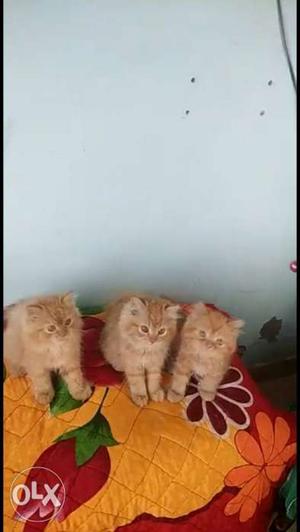 Three Orange Persian Kittens