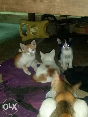 Three Short-fur Orange And Black Kittens with mom