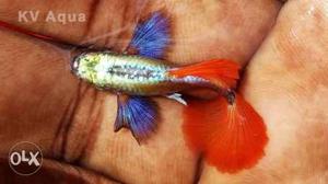 Veraity gappys fish for sales