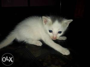 White And Gray Aegean Kitten