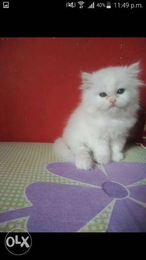 White Persian Kittens long fur