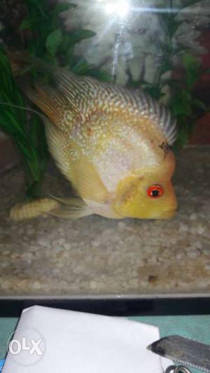 Yellow And White Cichlid