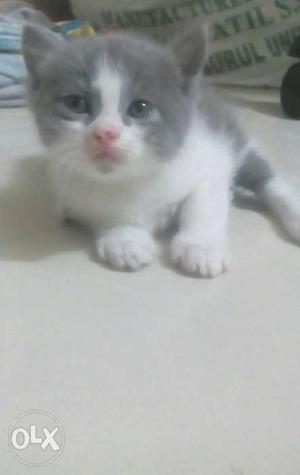 1 month persian baby wanting for nee owner price