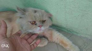 1 yr Persian punch face cat female tammed cat urgently