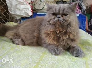 10 months old pure Persian female