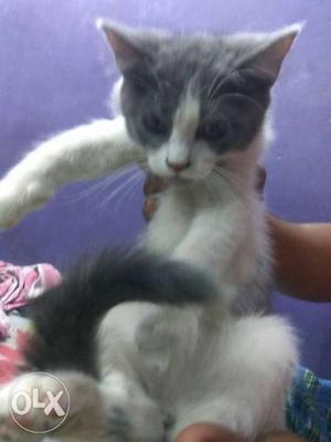 2 Persian kitten male and female grey and white by colour