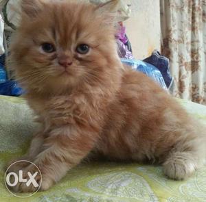 2 months old pure Persian male kitten for sale