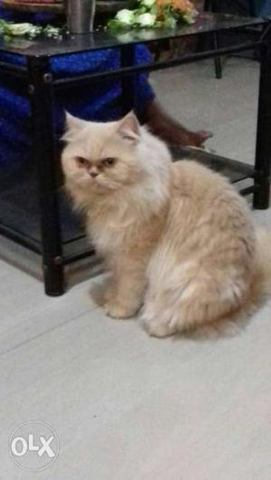 2 yrs Male Persian Cat. golden brown colour. Very active..