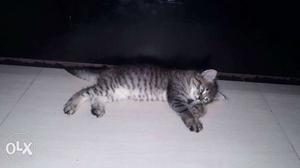 2month female kitten waxination done